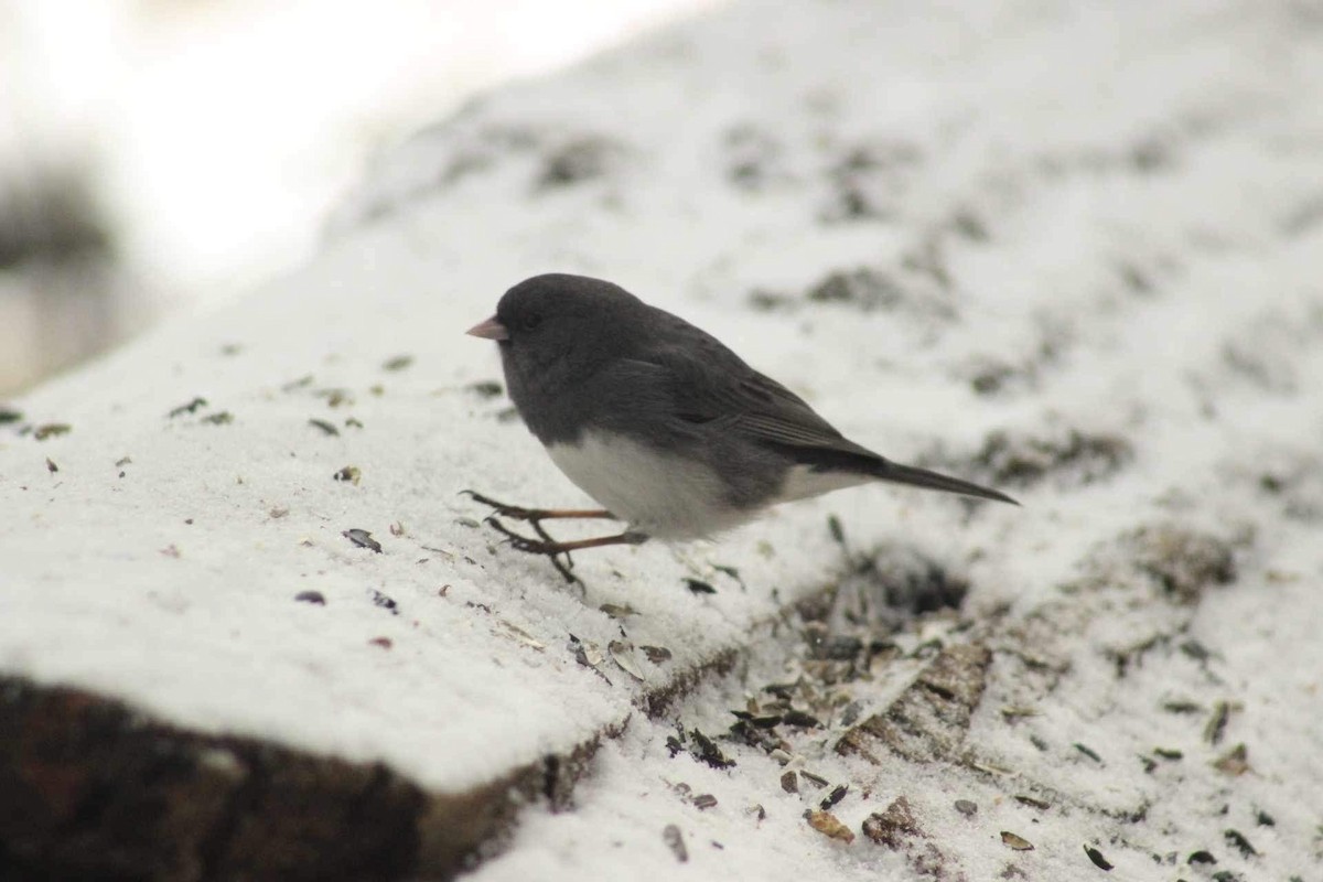 Dark-eyed Junco - ML616469980