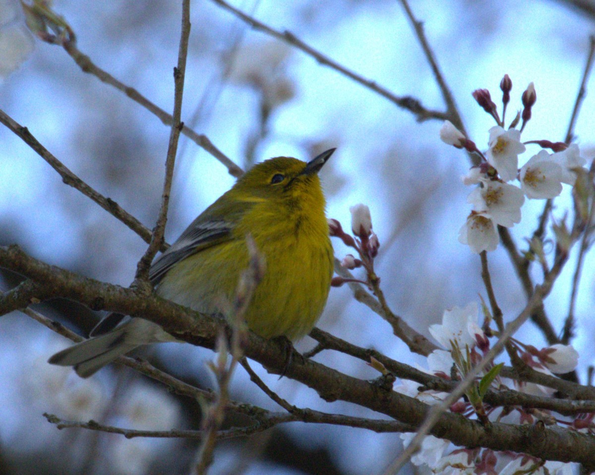 Pine Warbler - ML616469988