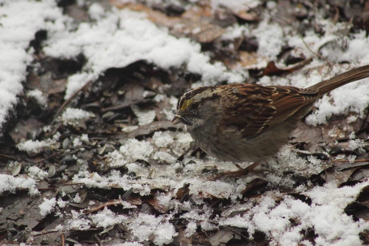 White-throated Sparrow - ML616470005