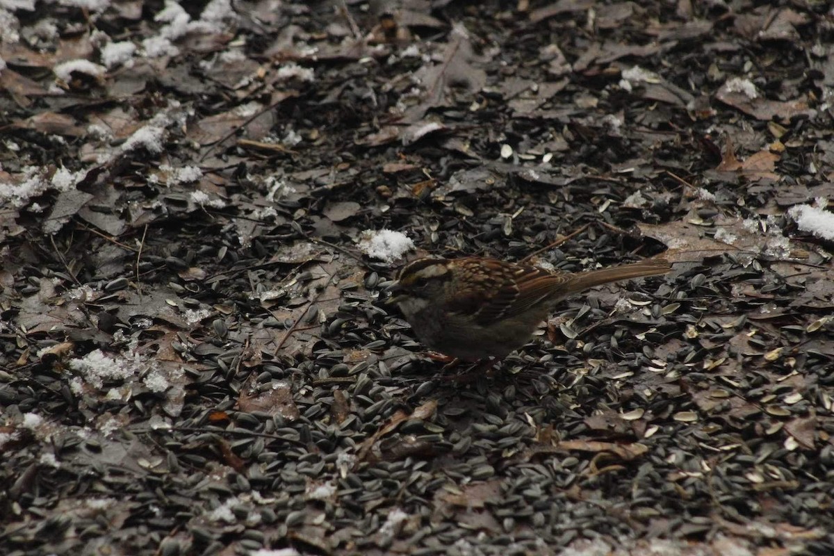 White-throated Sparrow - ML616470006