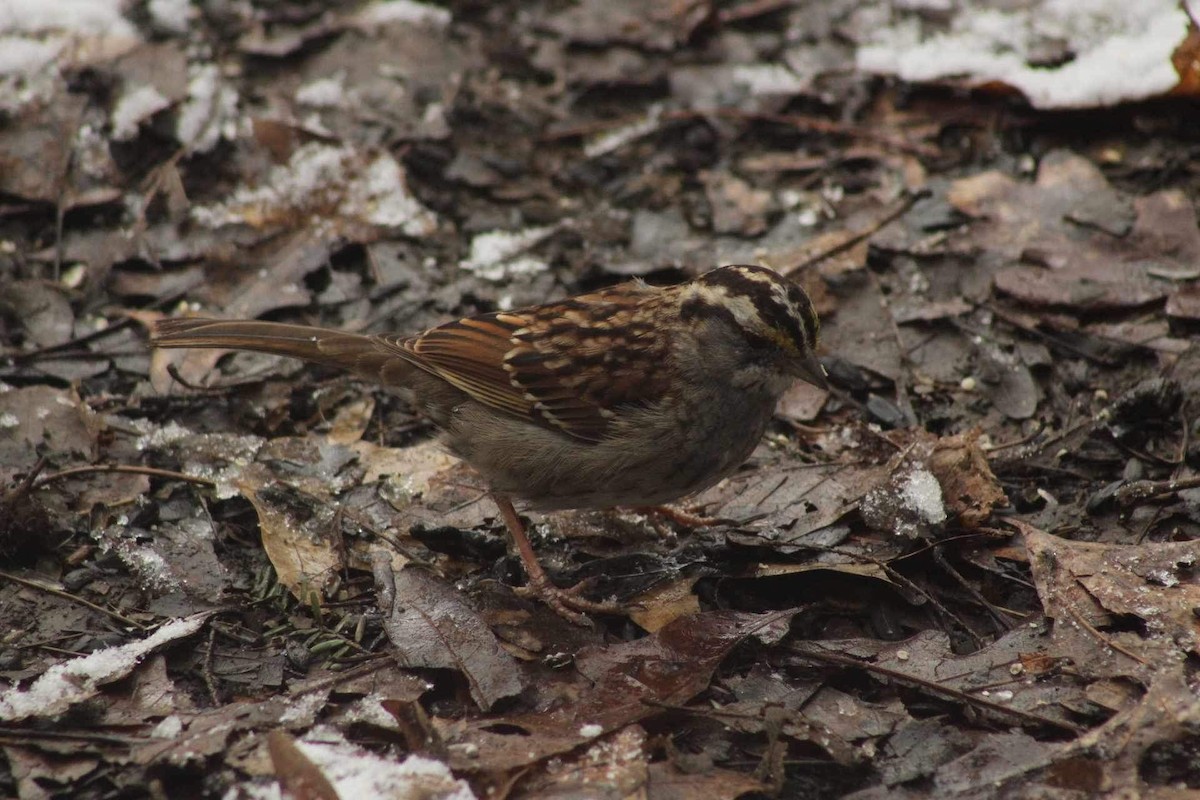 White-throated Sparrow - Kristian Neely