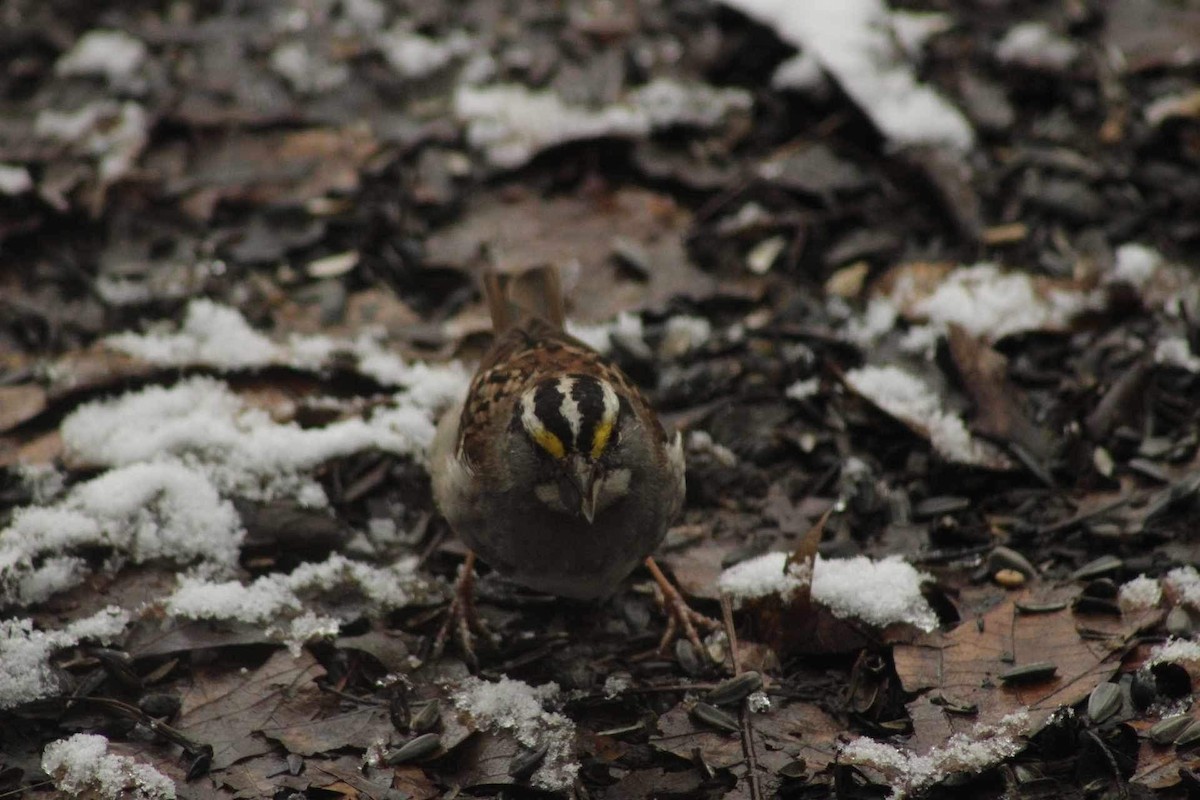 White-throated Sparrow - ML616470008