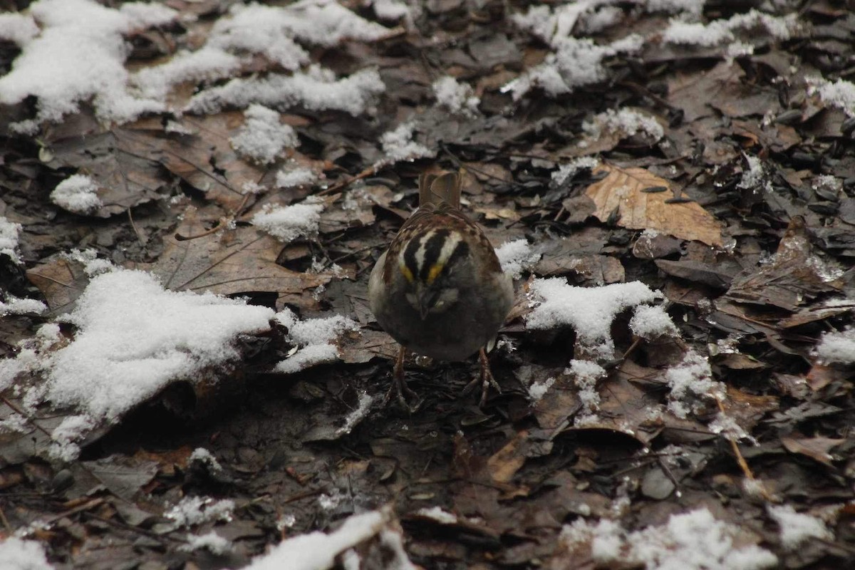 White-throated Sparrow - ML616470009