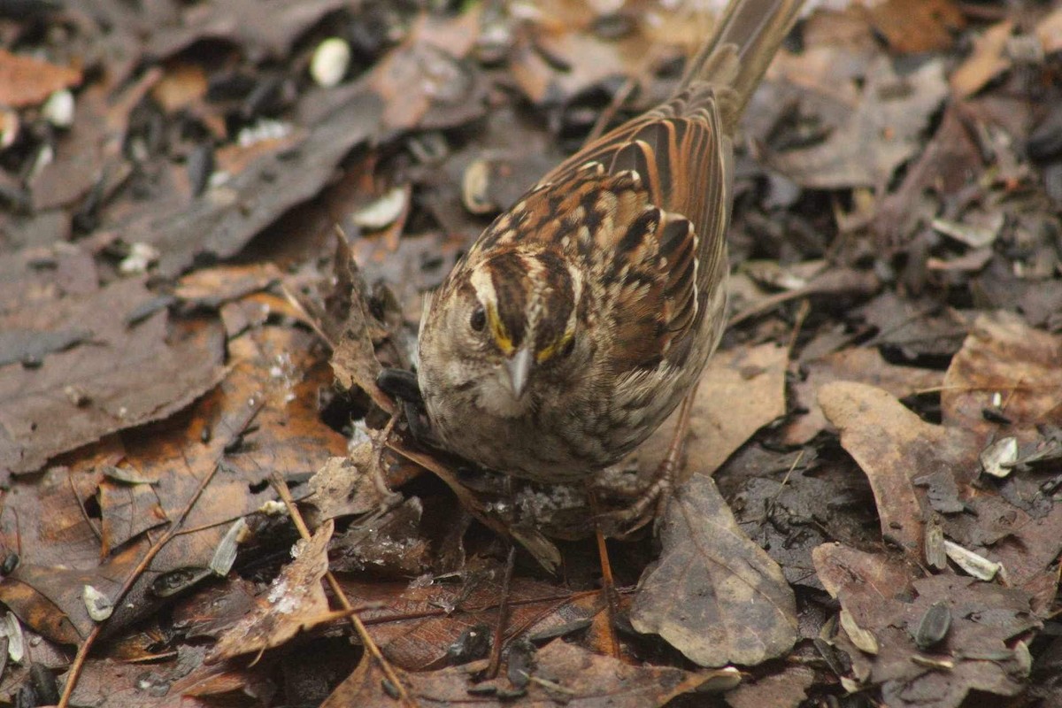 White-throated Sparrow - ML616470010