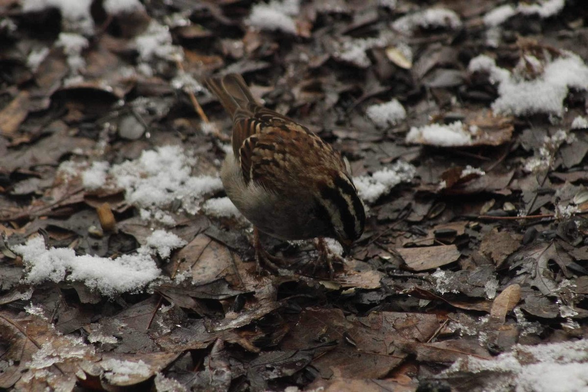 White-throated Sparrow - ML616470011