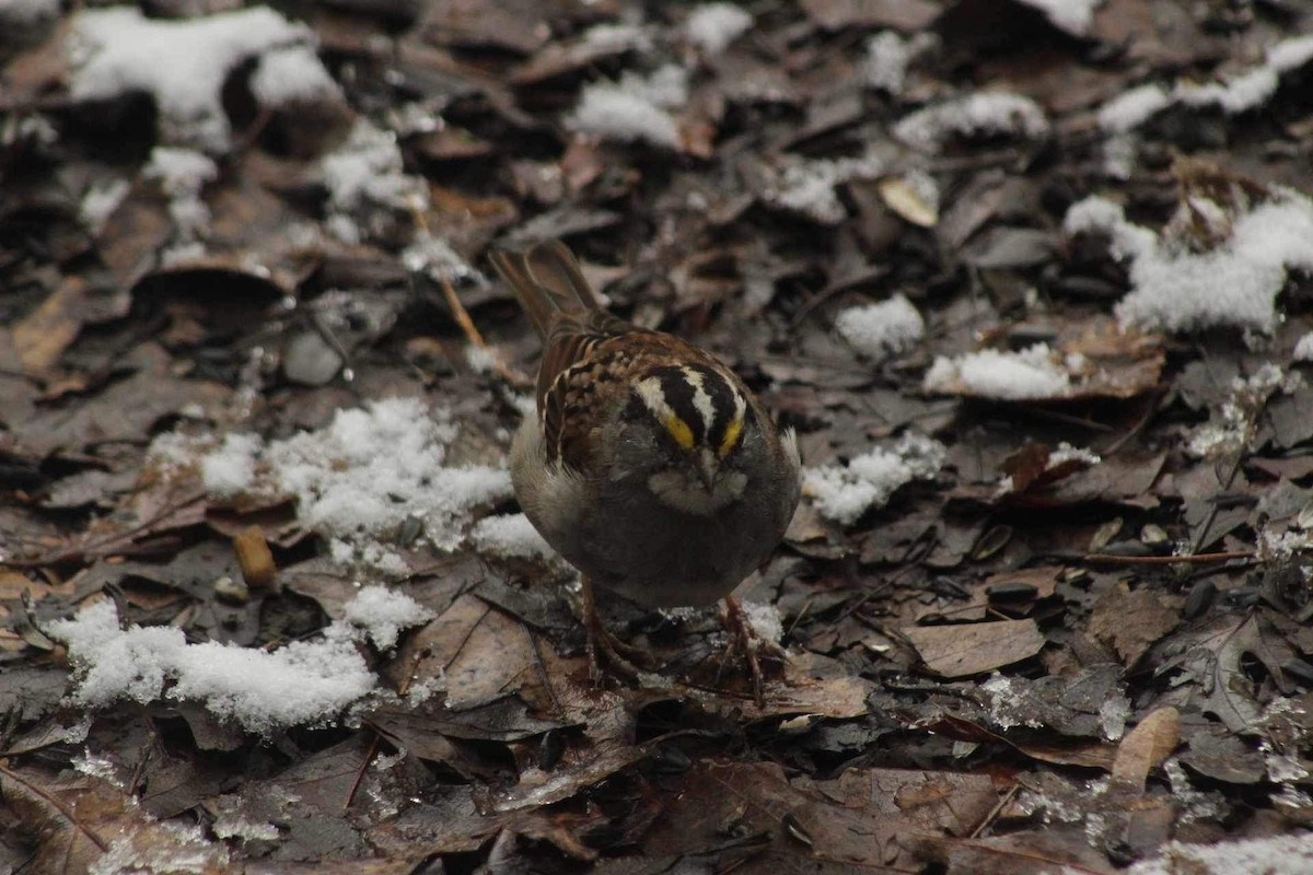 White-throated Sparrow - ML616470013