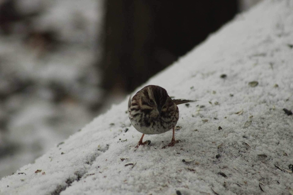 Song Sparrow - ML616470049