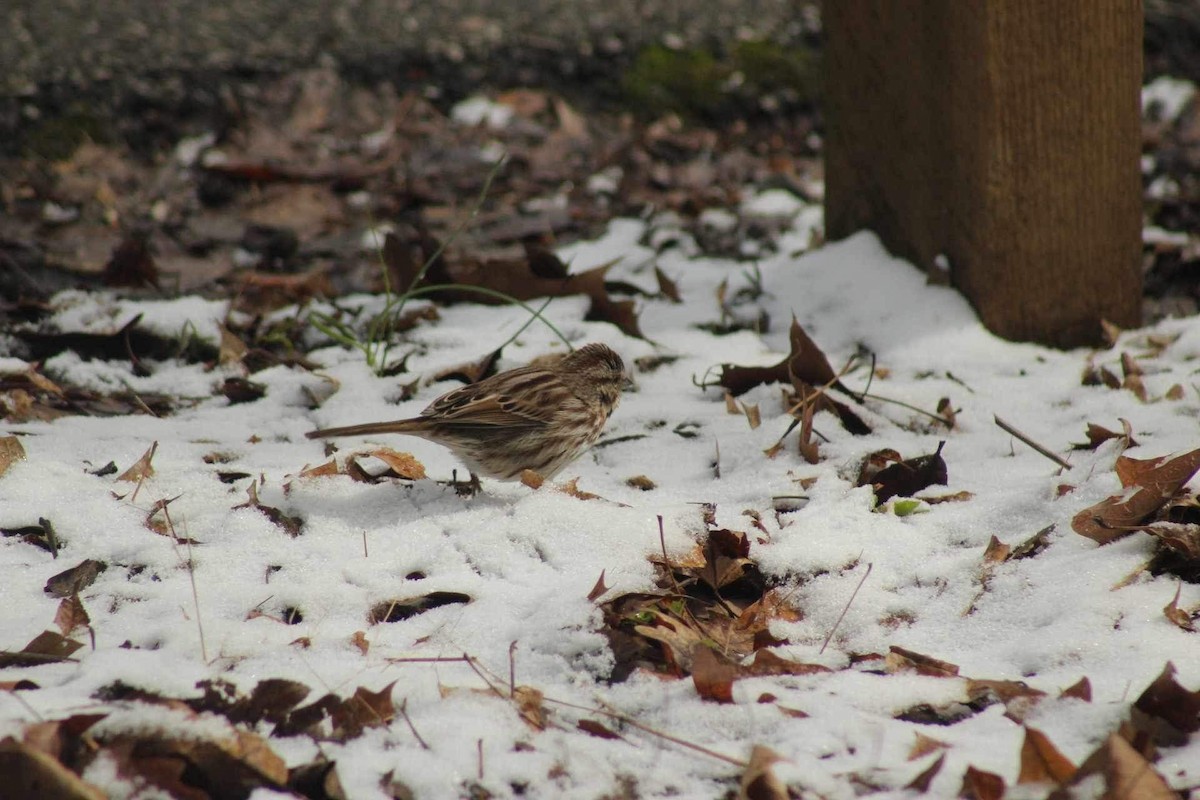 Song Sparrow - ML616470050