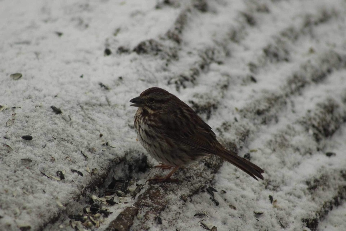 Song Sparrow - ML616470051