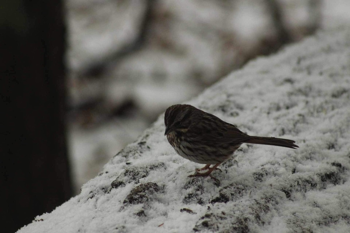 Song Sparrow - ML616470052