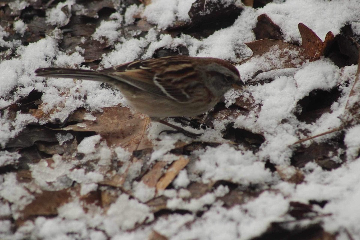 American Tree Sparrow - ML616470063