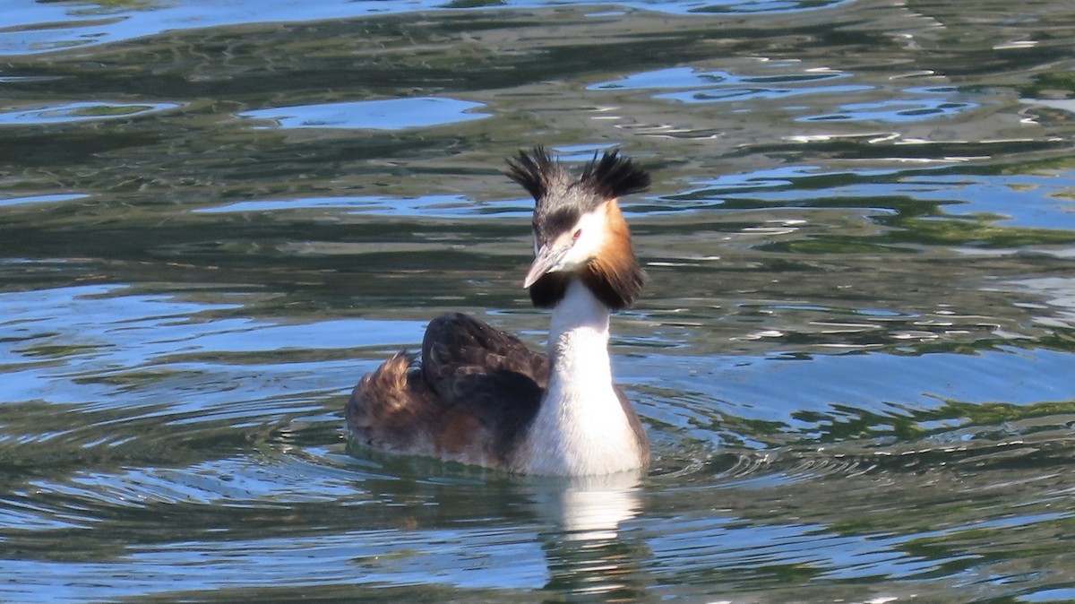 Great Crested Grebe - ML616470064