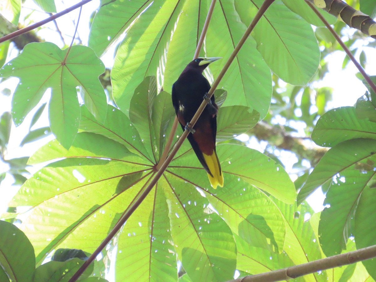 Chestnut-headed Oropendola - Oliver  Komar