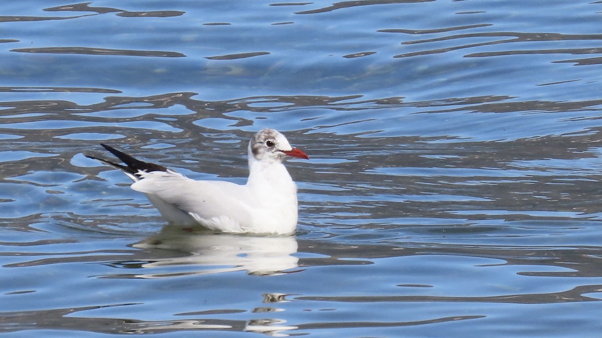 Black-headed Gull - ML616470069