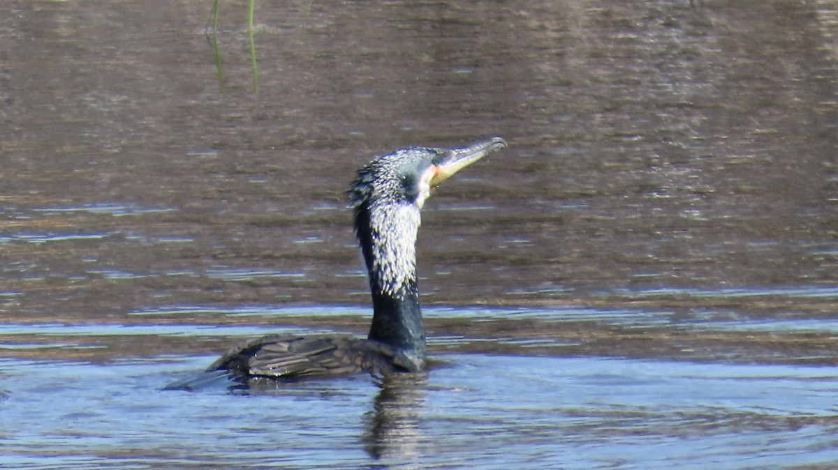 Great Cormorant - ML616470073