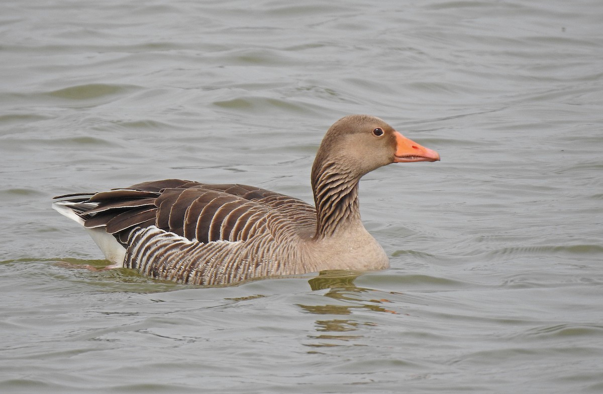 Graylag Goose - ML616470076