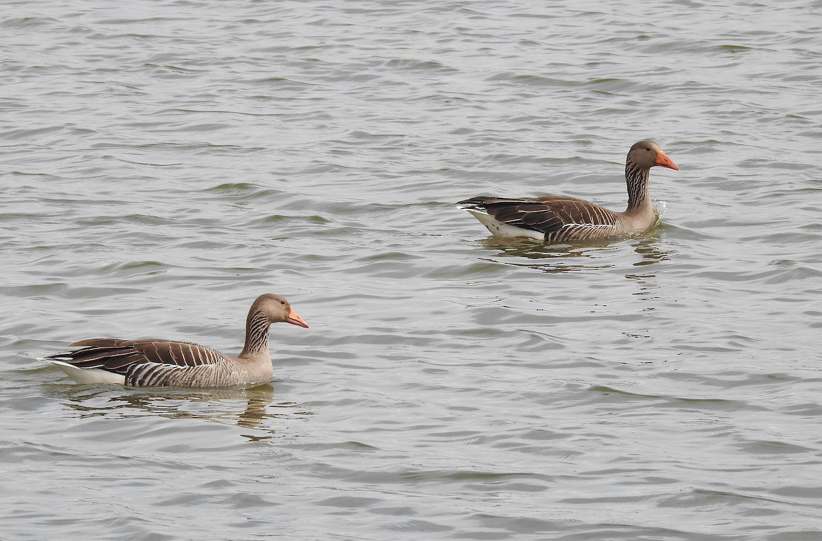 Graylag Goose - ML616470078