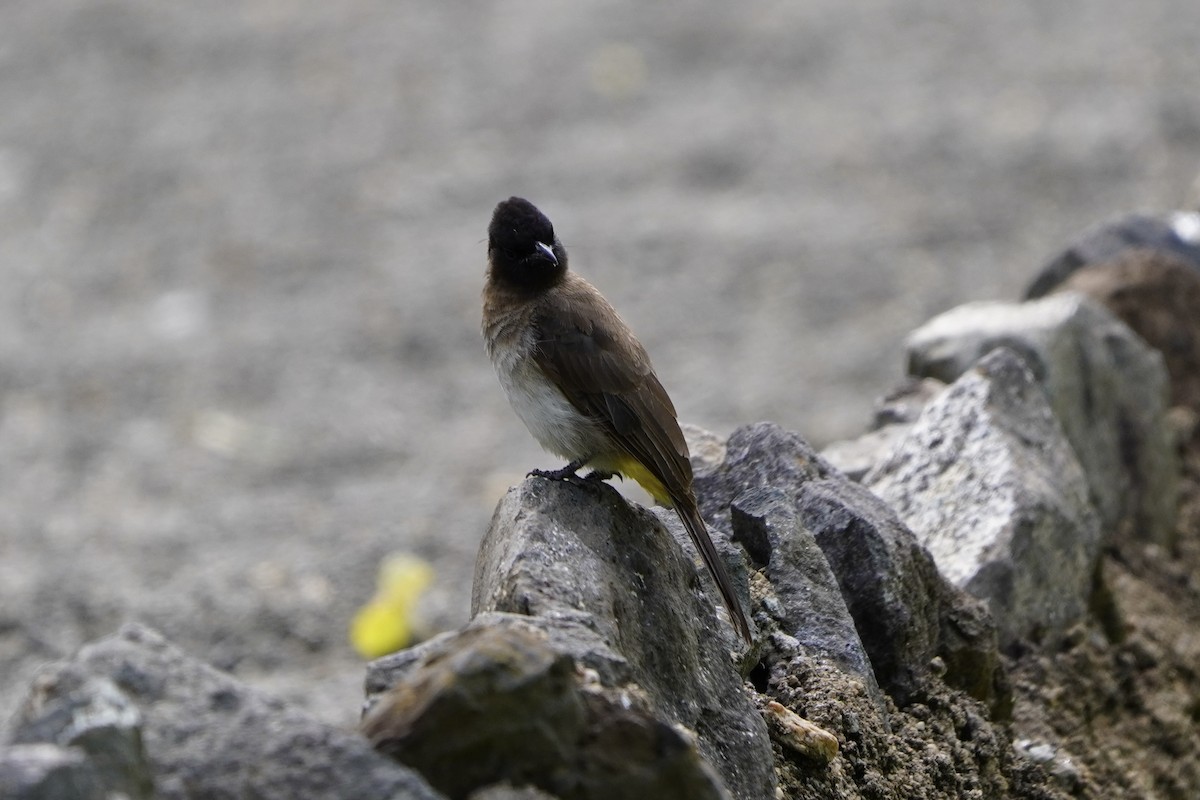 Common Bulbul - Greg Hertler