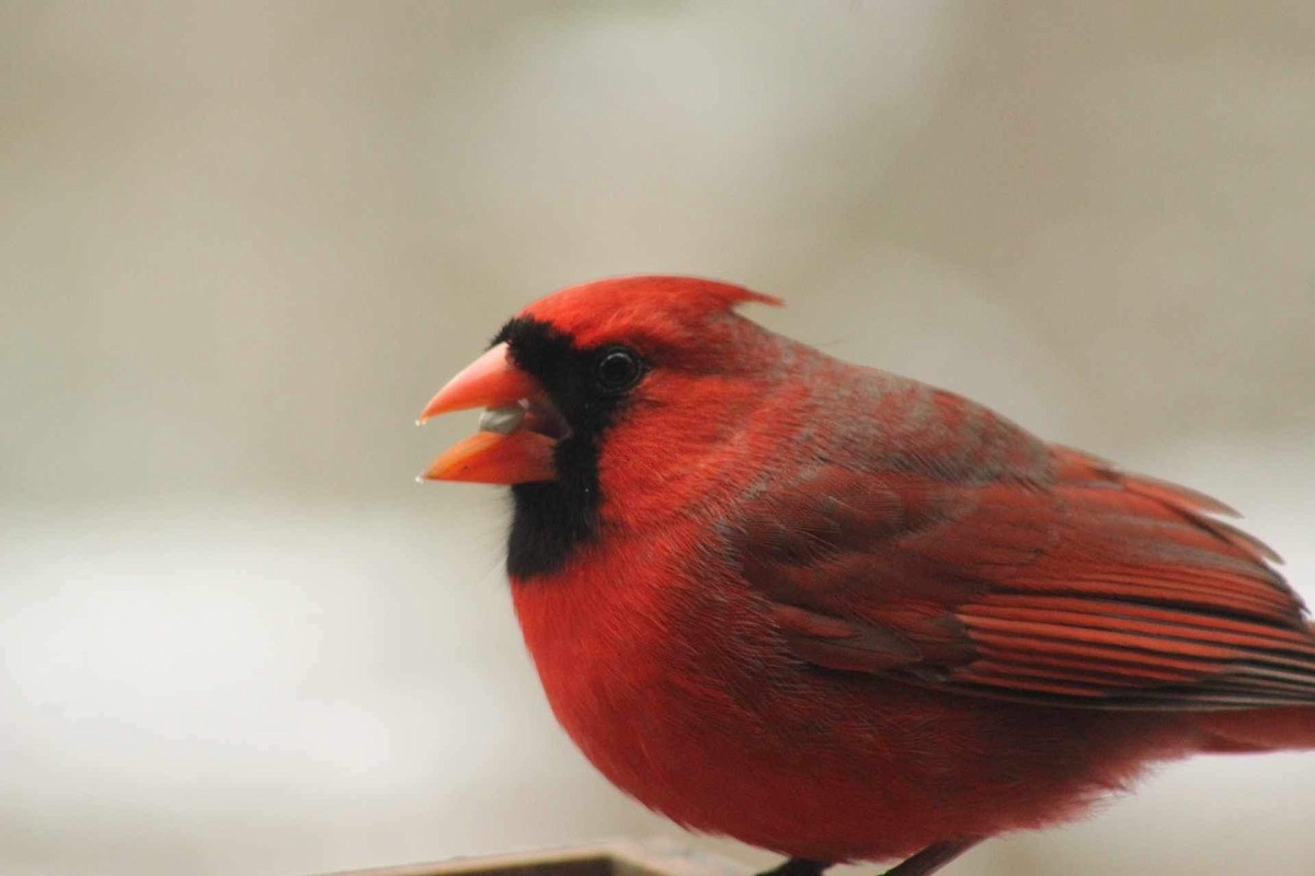 Northern Cardinal - Kristian Neely