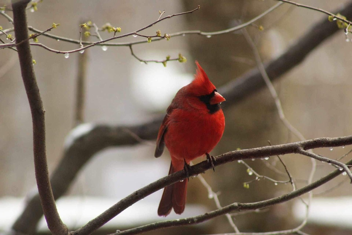 Northern Cardinal - ML616470091