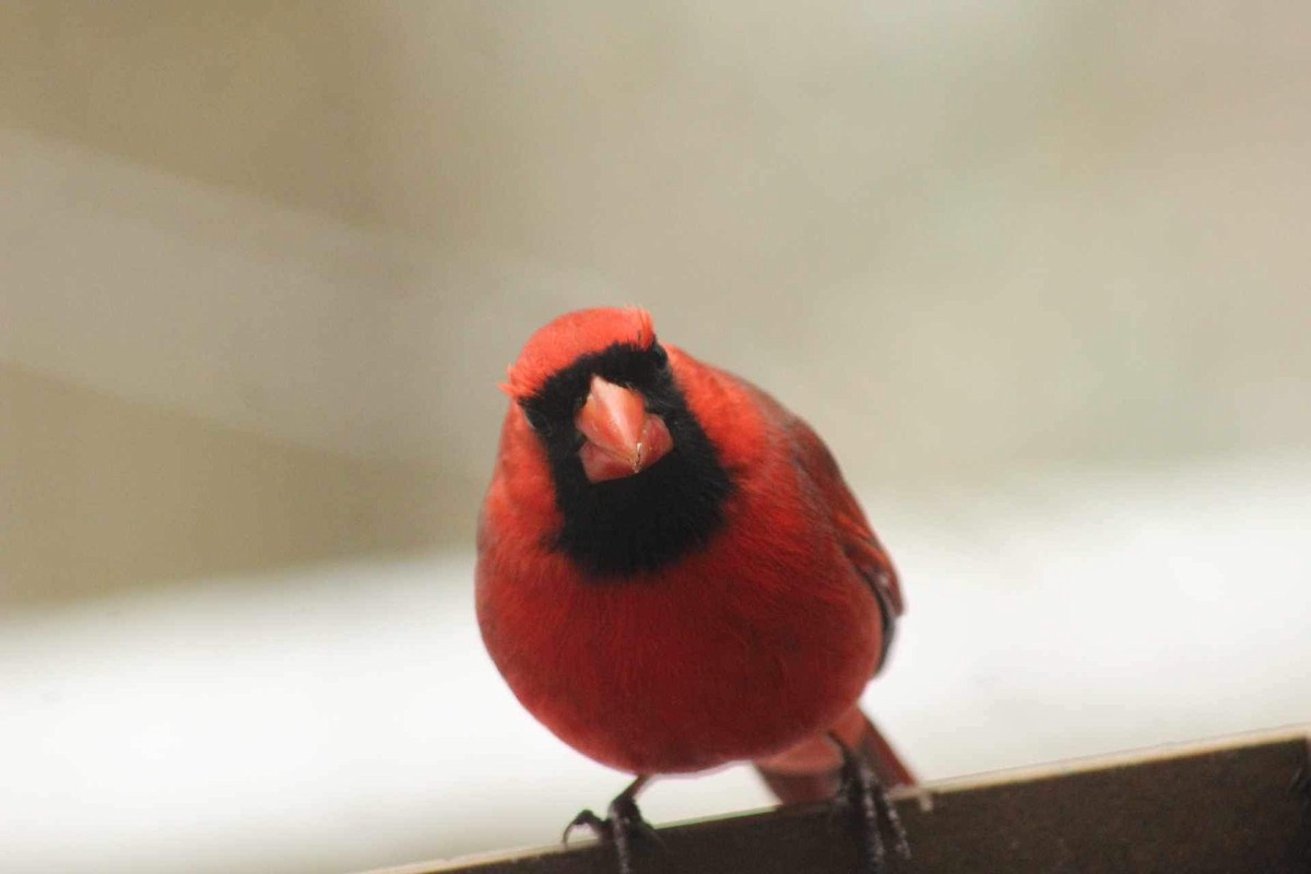 Northern Cardinal - ML616470093