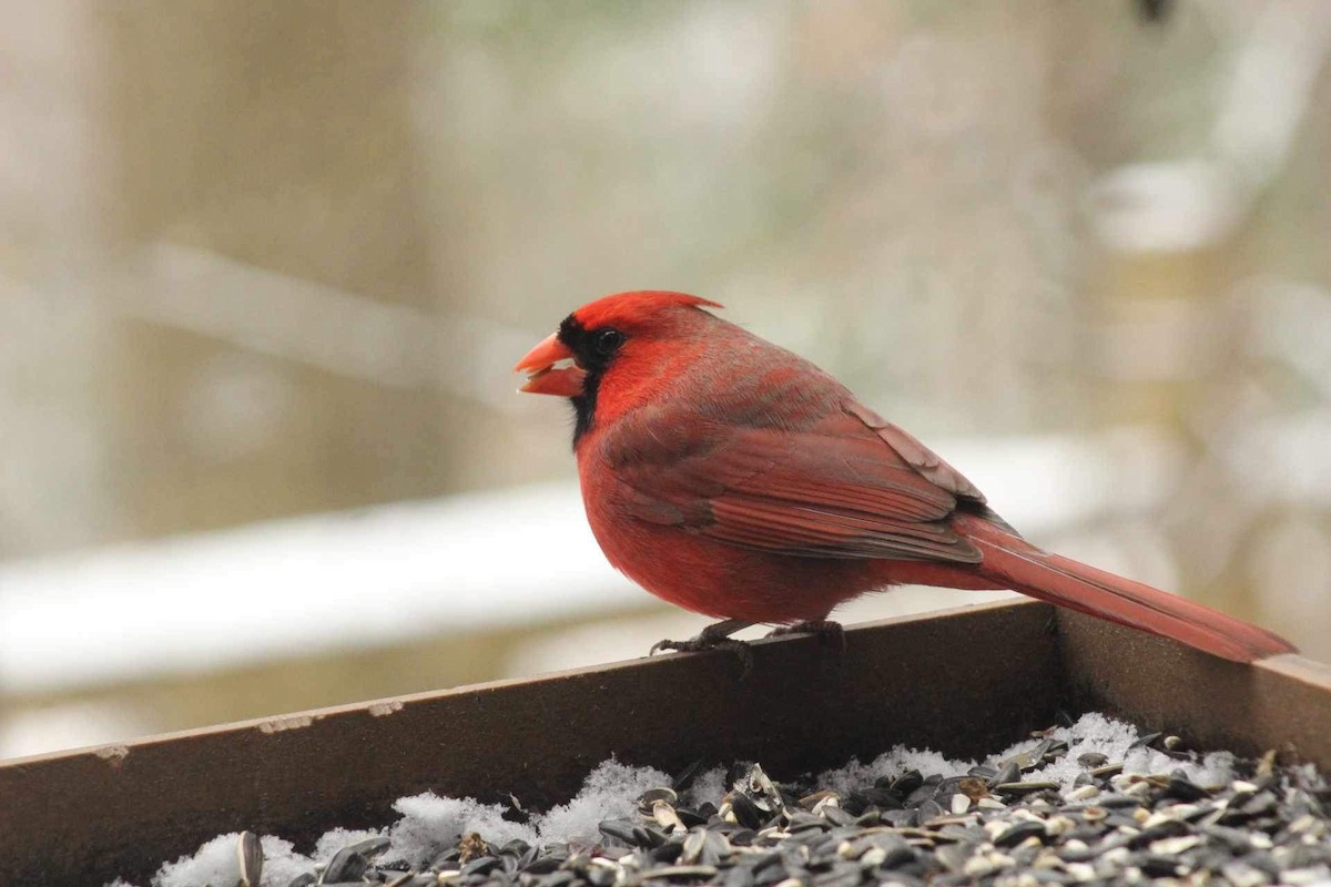 Northern Cardinal - Kristian Neely