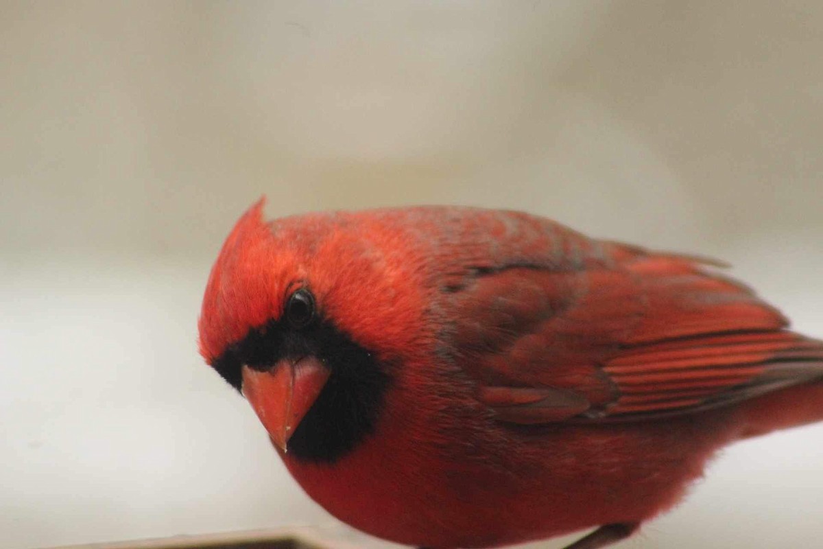 Northern Cardinal - ML616470095