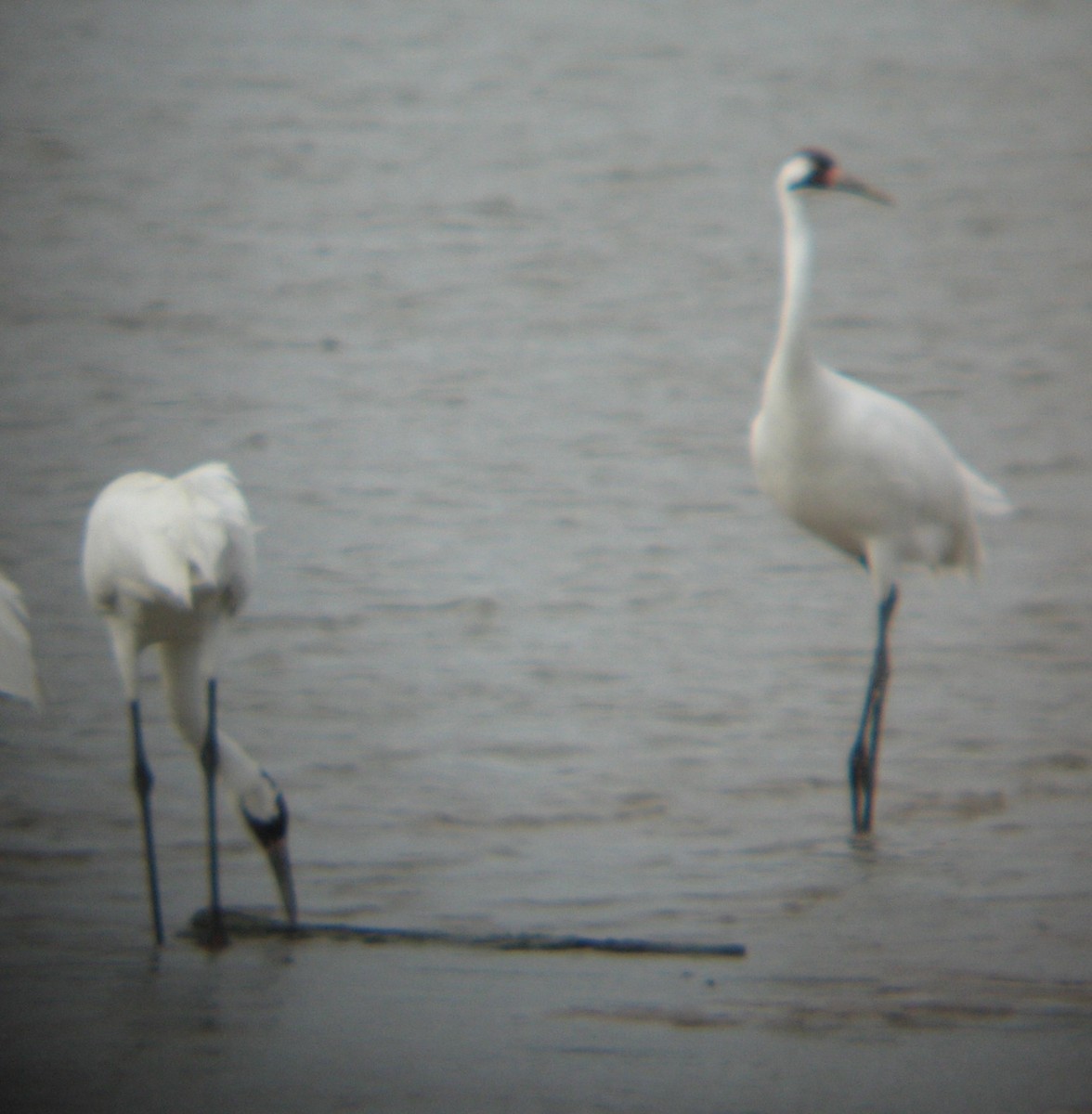 Grue blanche - ML616470109