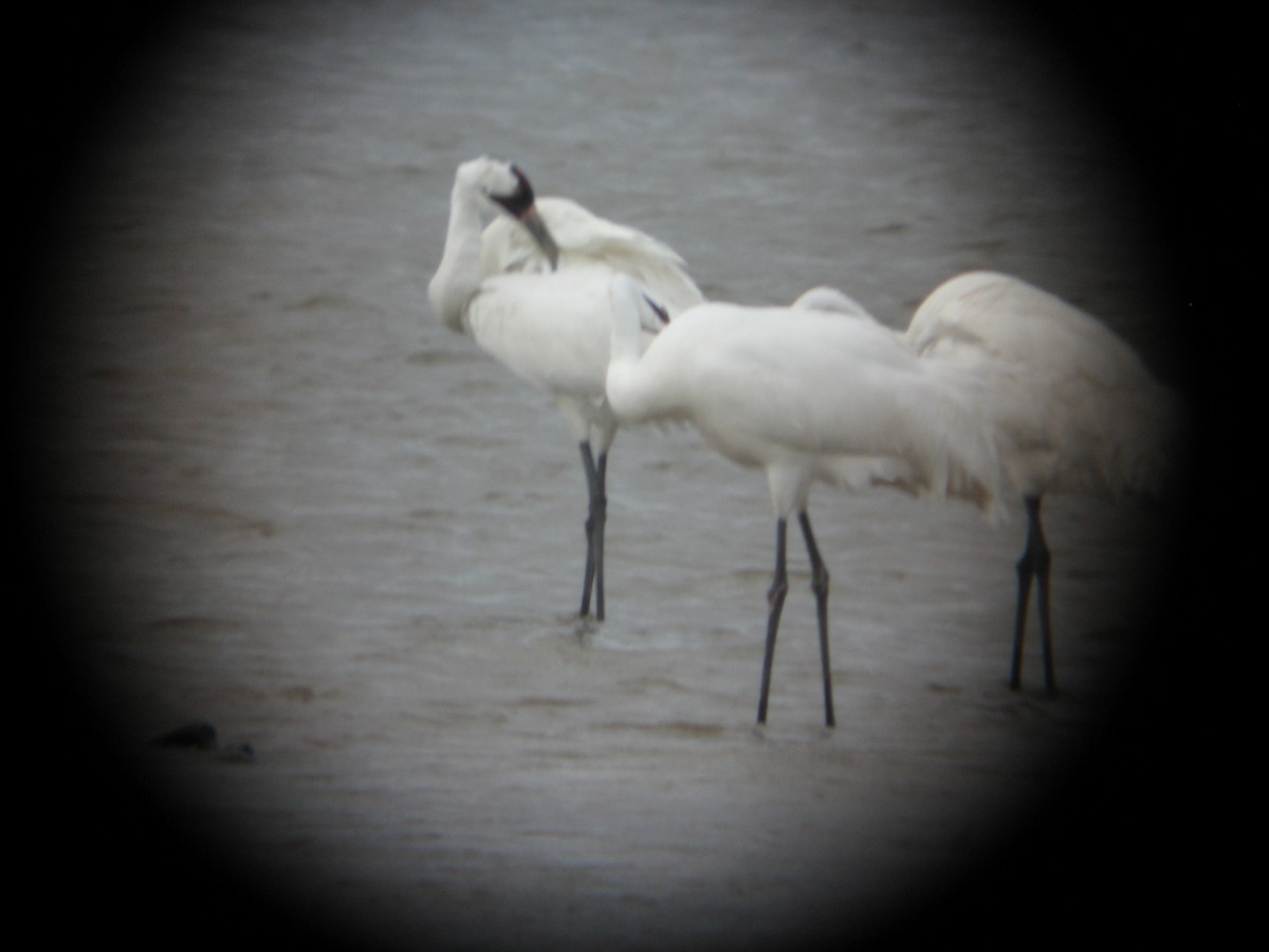 Grue blanche - ML616470110