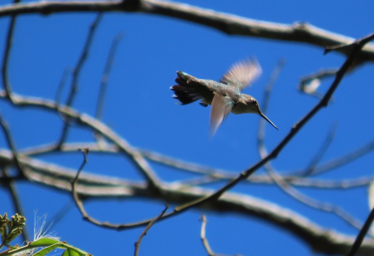 Ruby-throated Hummingbird - Oliver  Komar