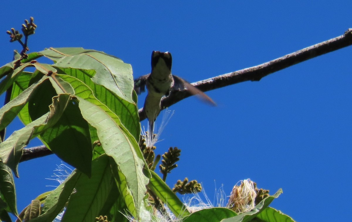 Ruby-throated Hummingbird - Oliver  Komar