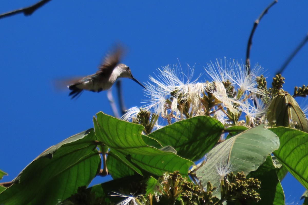 Yakut Boğazlı Kolibri - ML616470144