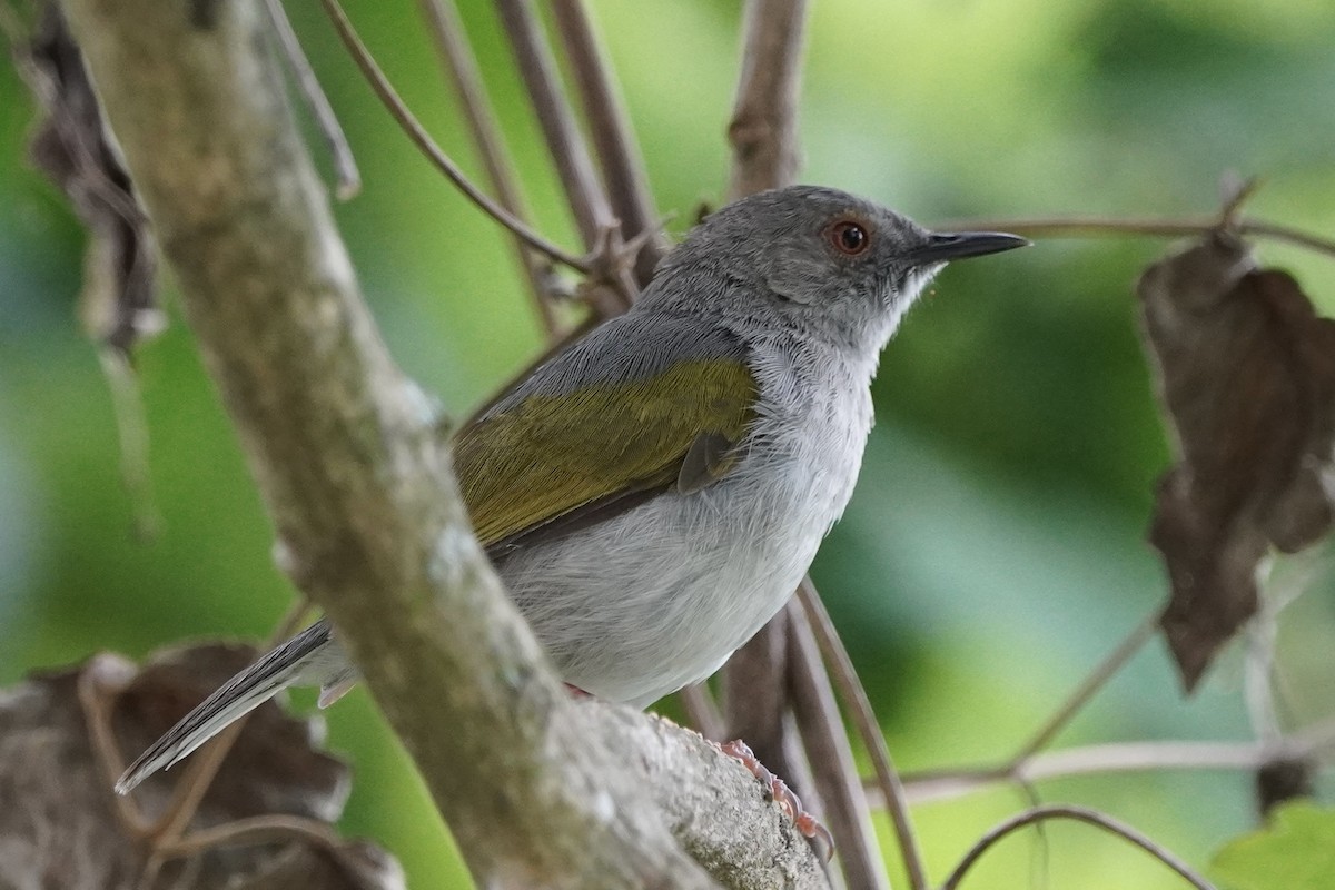 Green-backed Camaroptera - ML616470176