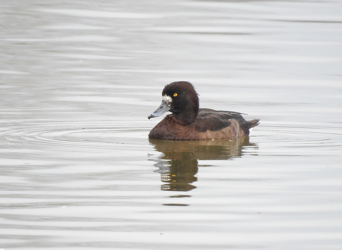 Tufted Duck - ML616470235