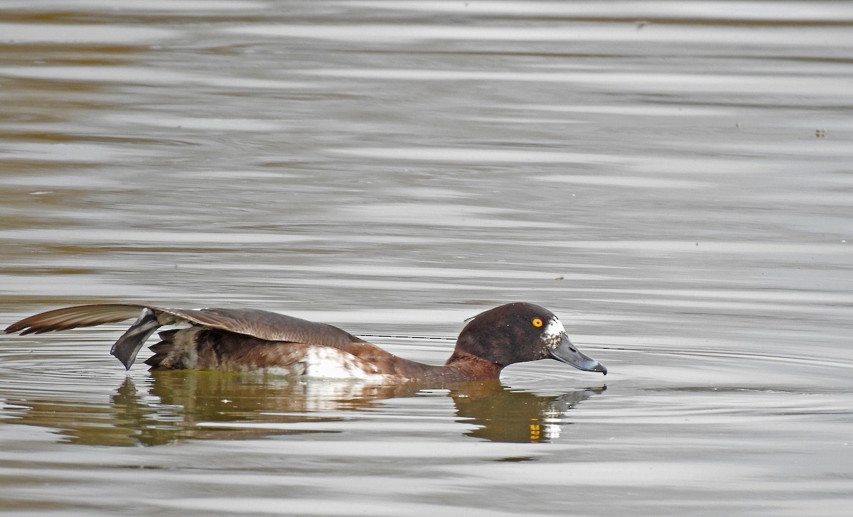 Tufted Duck - ML616470236