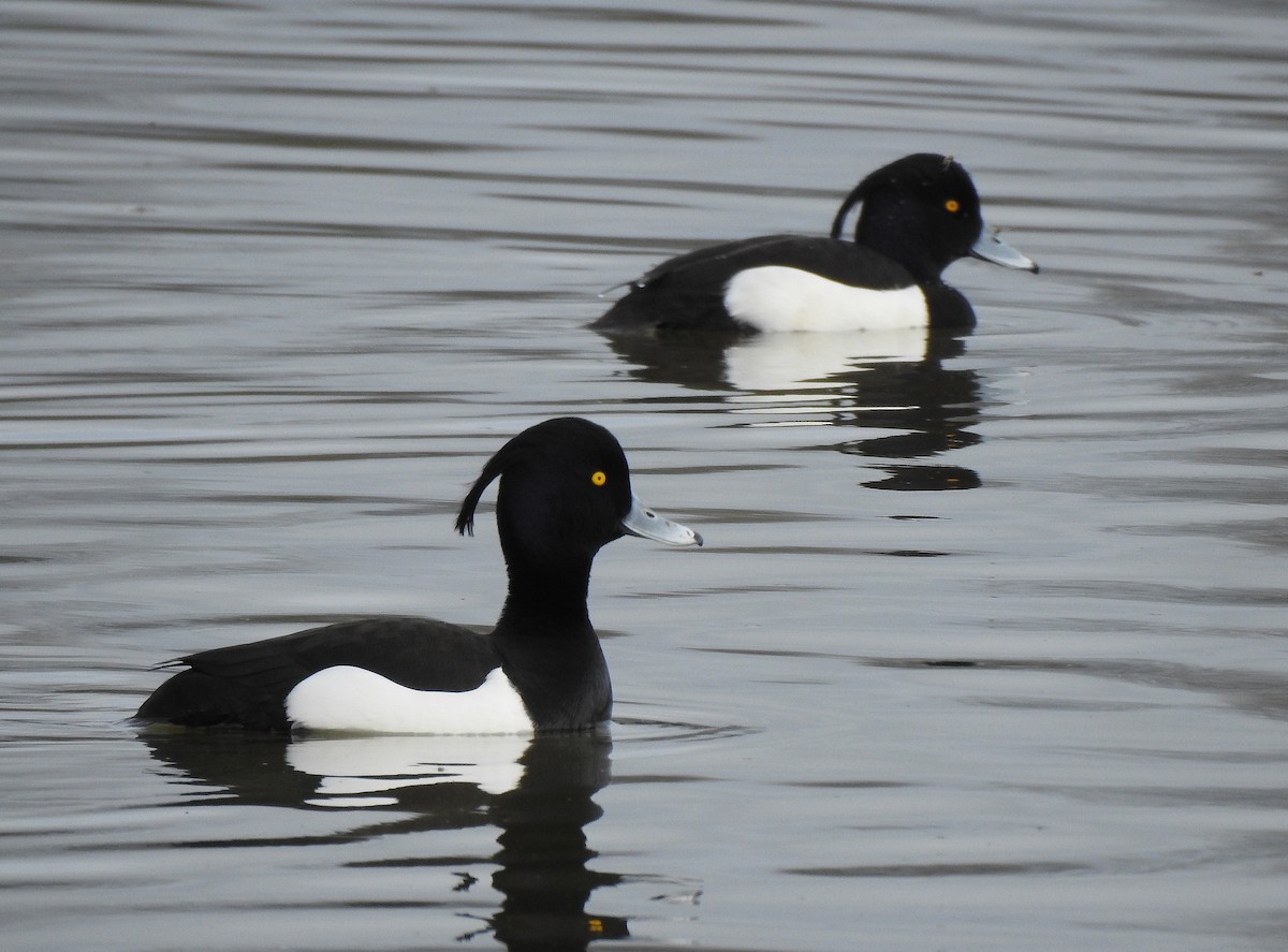 Tufted Duck - ML616470237