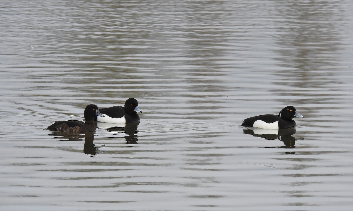 Tufted Duck - ML616470238