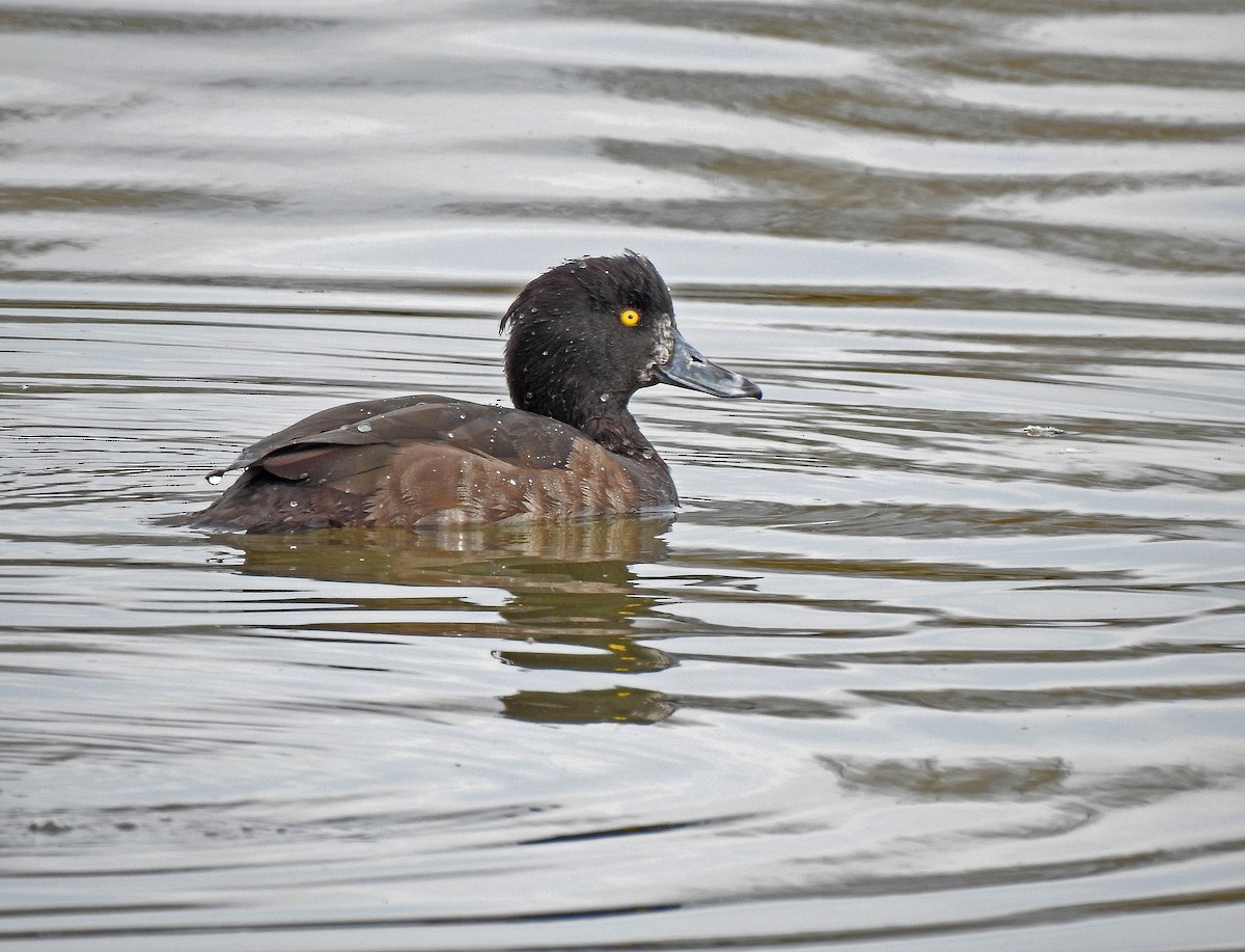 Tufted Duck - ML616470239
