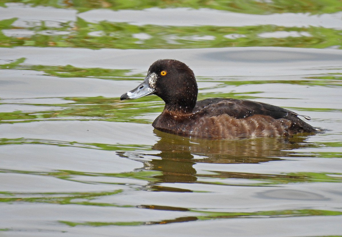 Tufted Duck - ML616470240