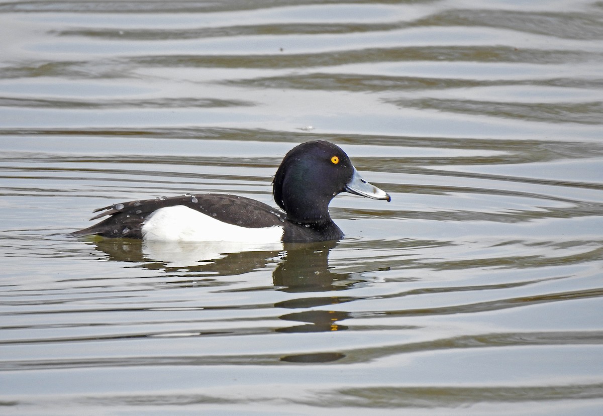 Tufted Duck - ML616470244