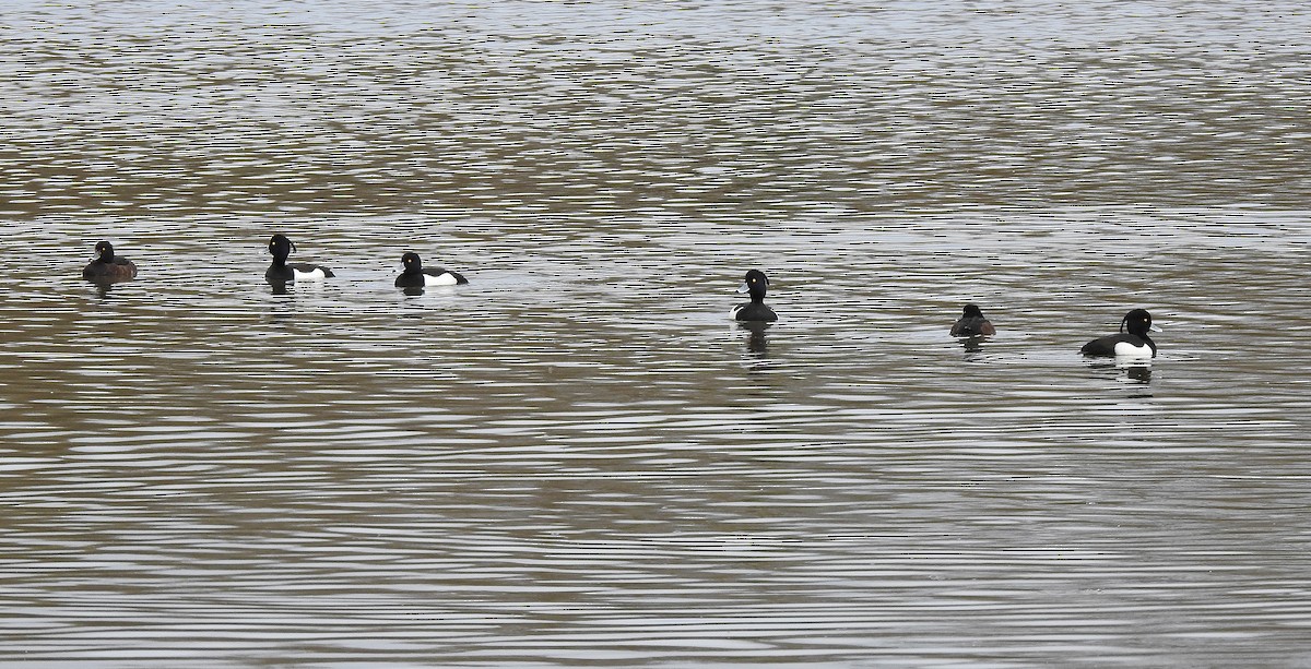 Tufted Duck - ML616470245