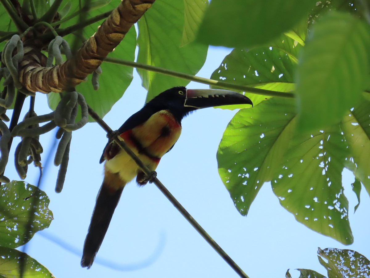 Collared Aracari - ML616470254