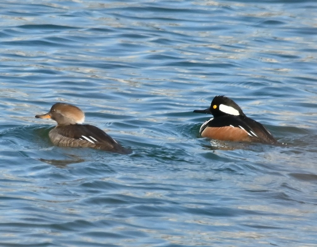 Hooded Merganser - Regis Fortin