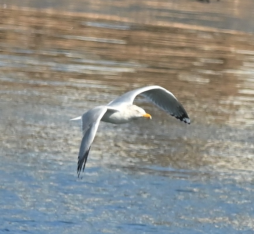 Herring Gull - Regis Fortin