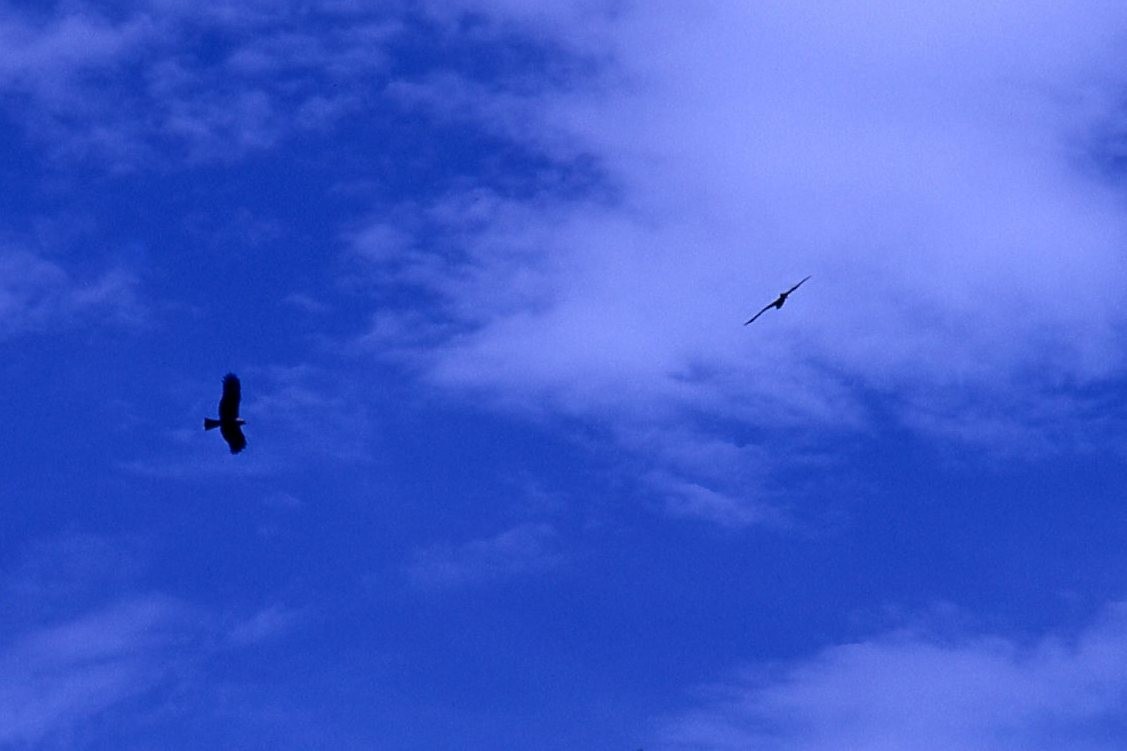 Black Kite (Black-eared) - Bruce Deuel