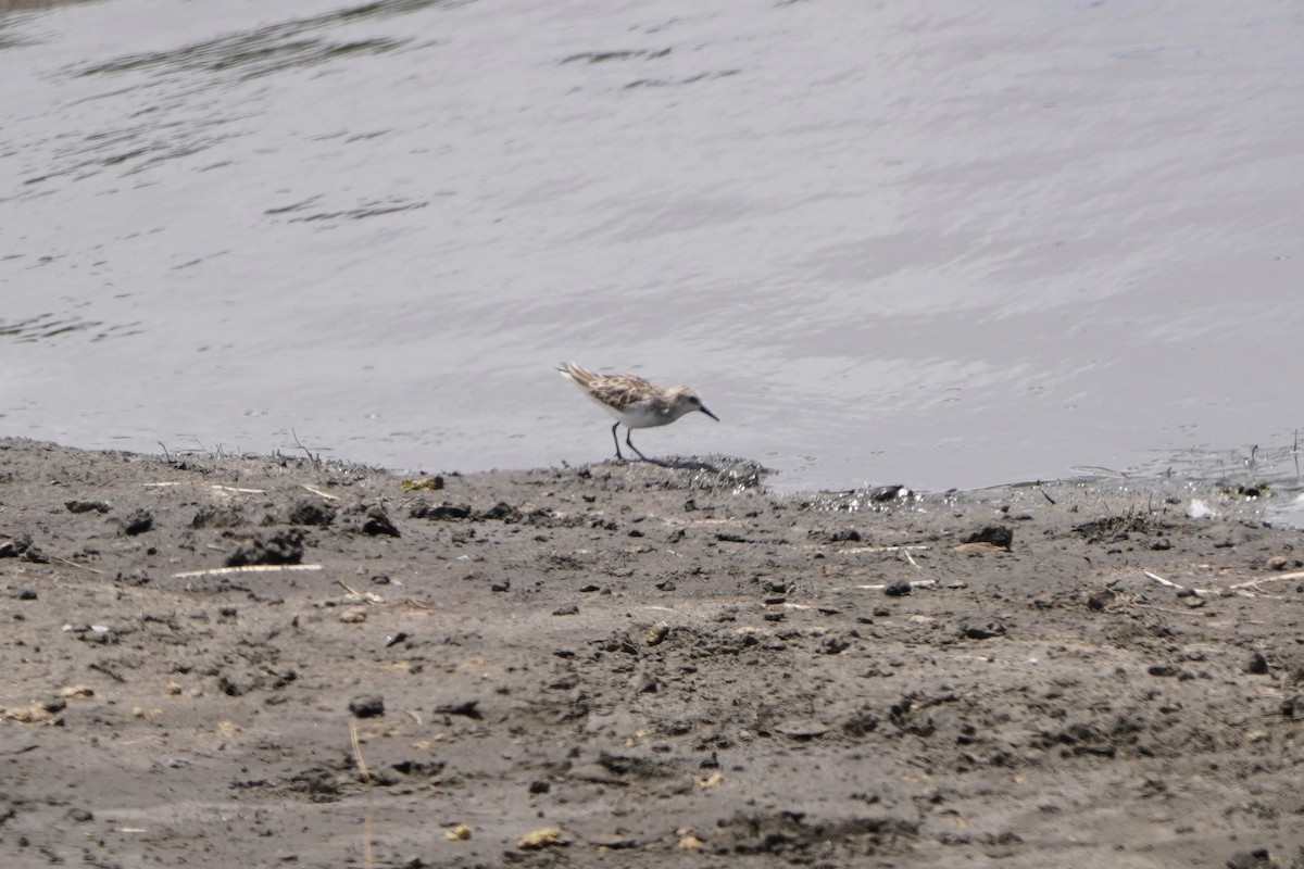 Little Stint - ML616470383