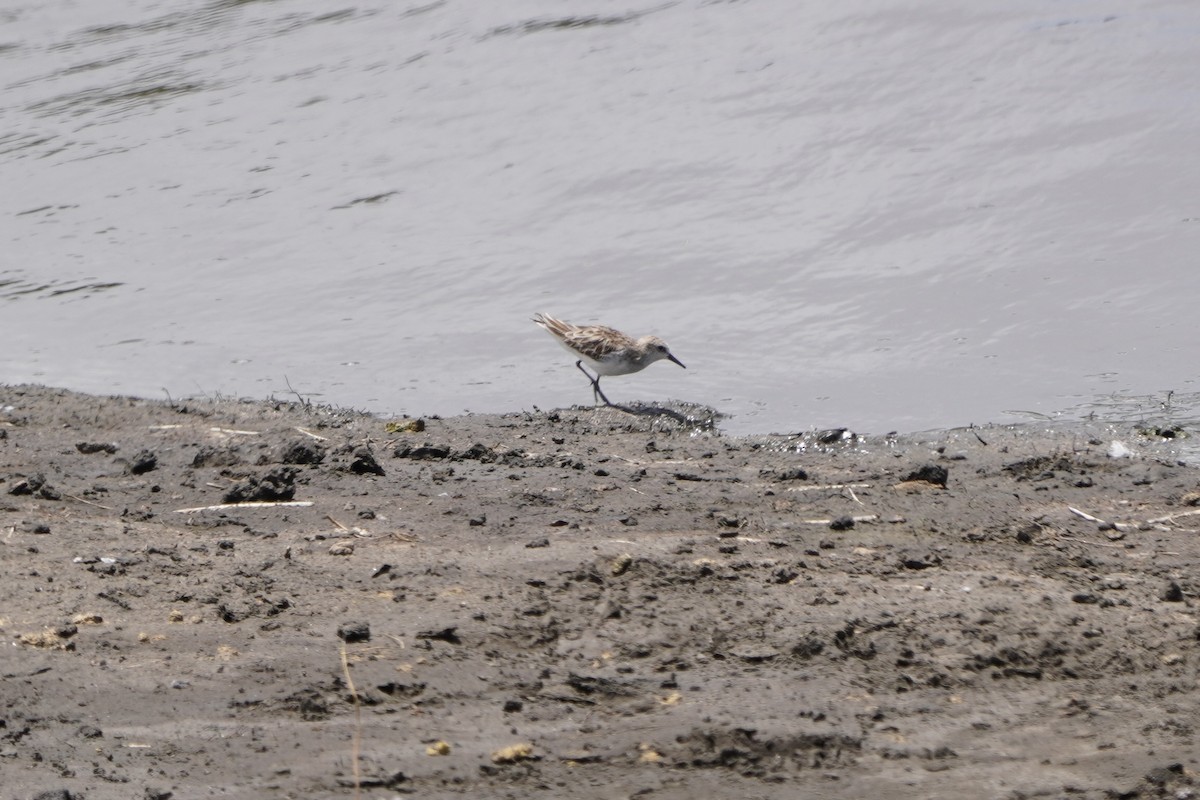 Little Stint - ML616470385