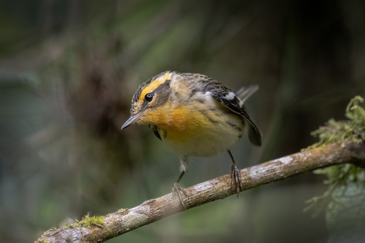 Blackburnian Warbler - ML616470469