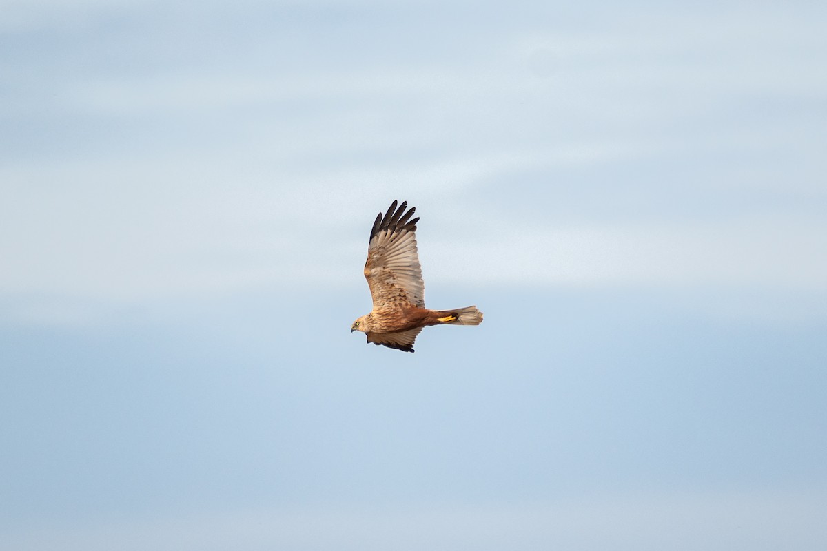 Western Marsh Harrier - ML616470496