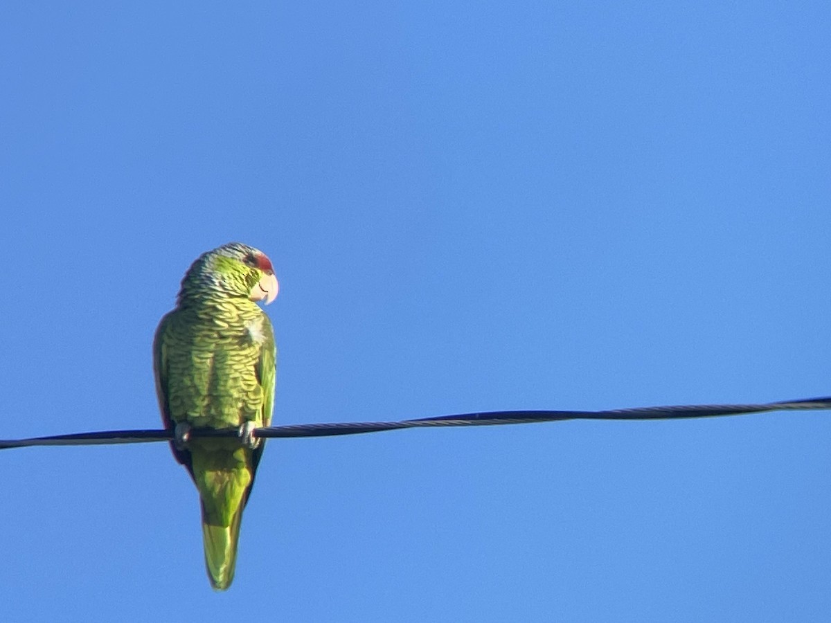Lilac-crowned Parrot - ML616470528